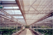 Greenhouse shade 73