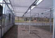 Greenhouse shade